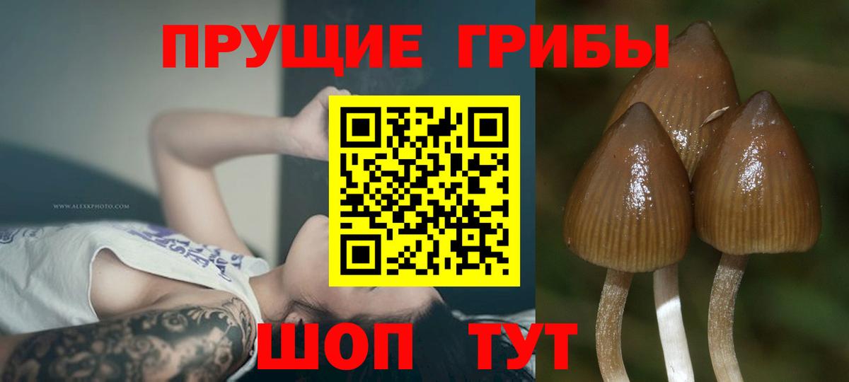 Галлюциногенные грибы прущие грибы Мытищи